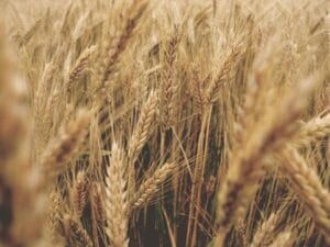 العقود الآجلة للقمح