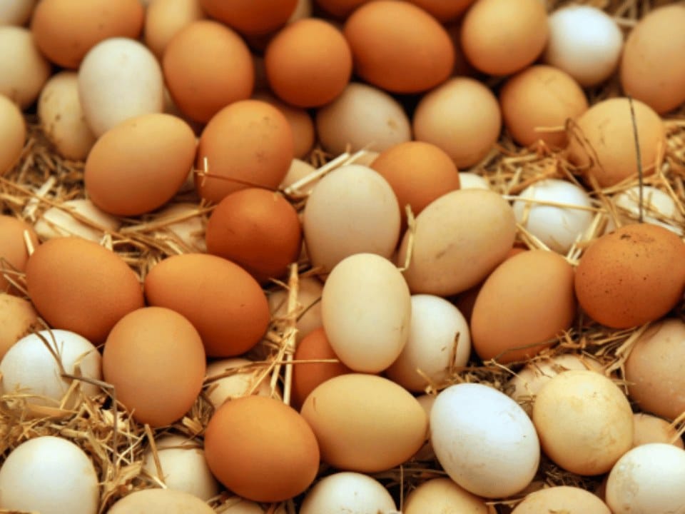 أسعار البيض